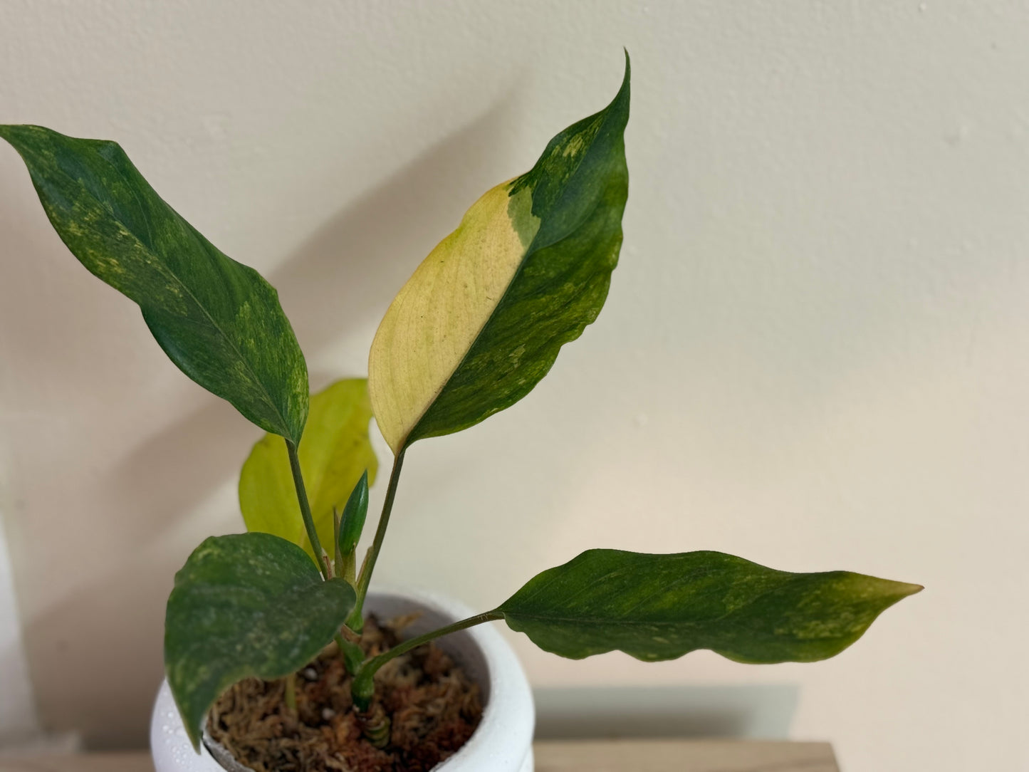 Variegated Peace Lily Aurea