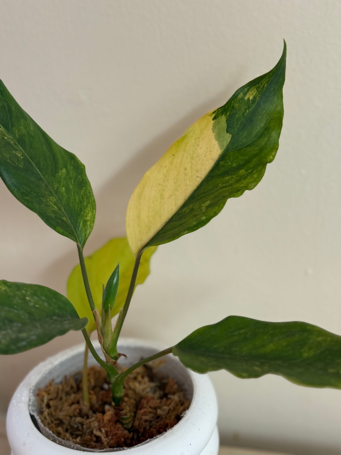 Variegated Peace Lily Aurea