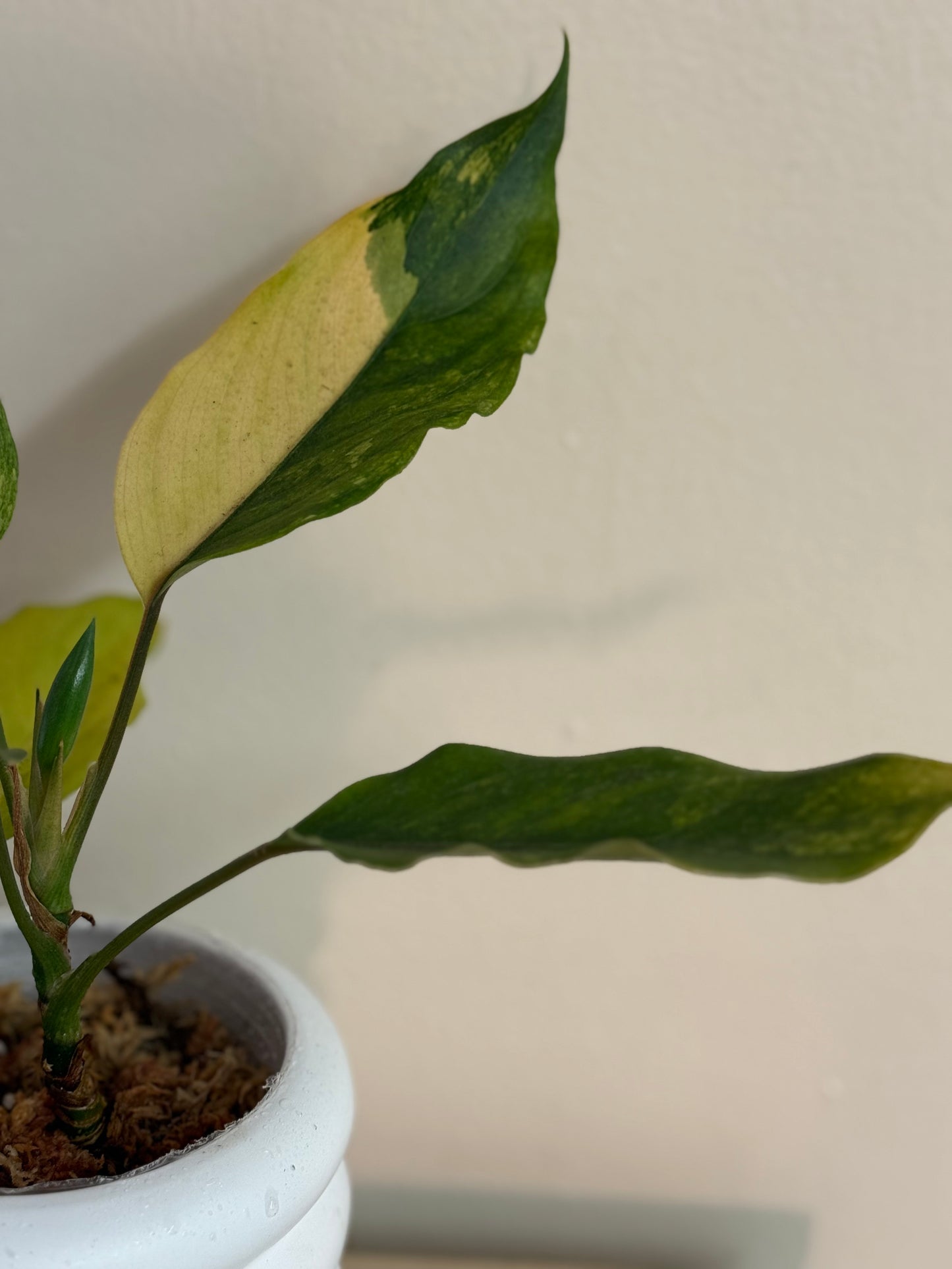 Variegated Peace Lily Aurea