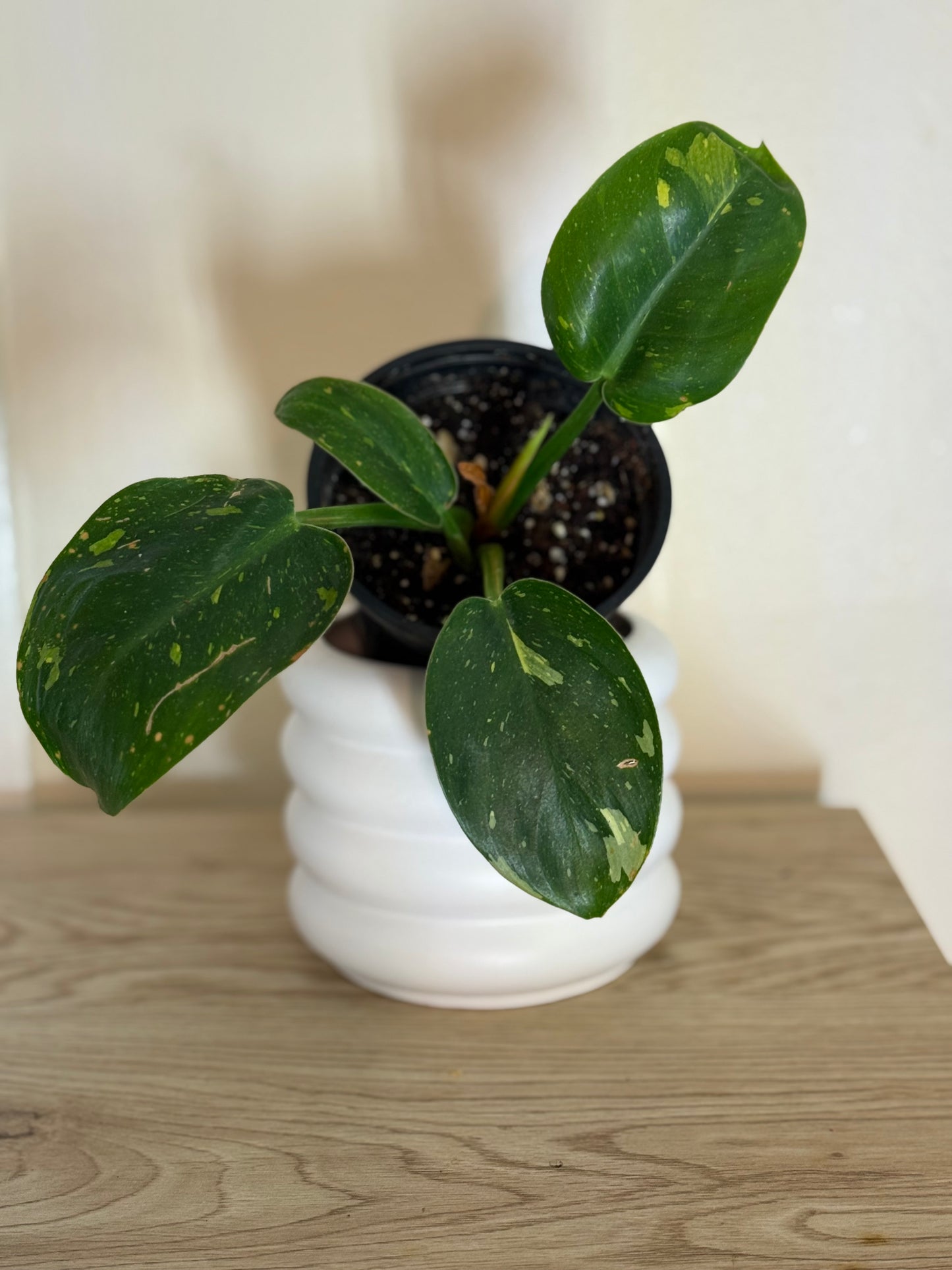 Variegated philodendron green congo marble galaxy