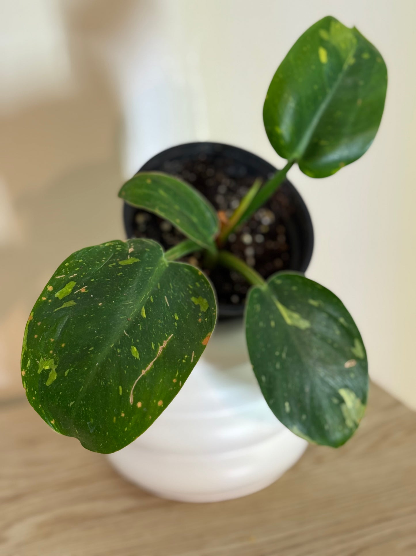Variegated philodendron green congo marble galaxy