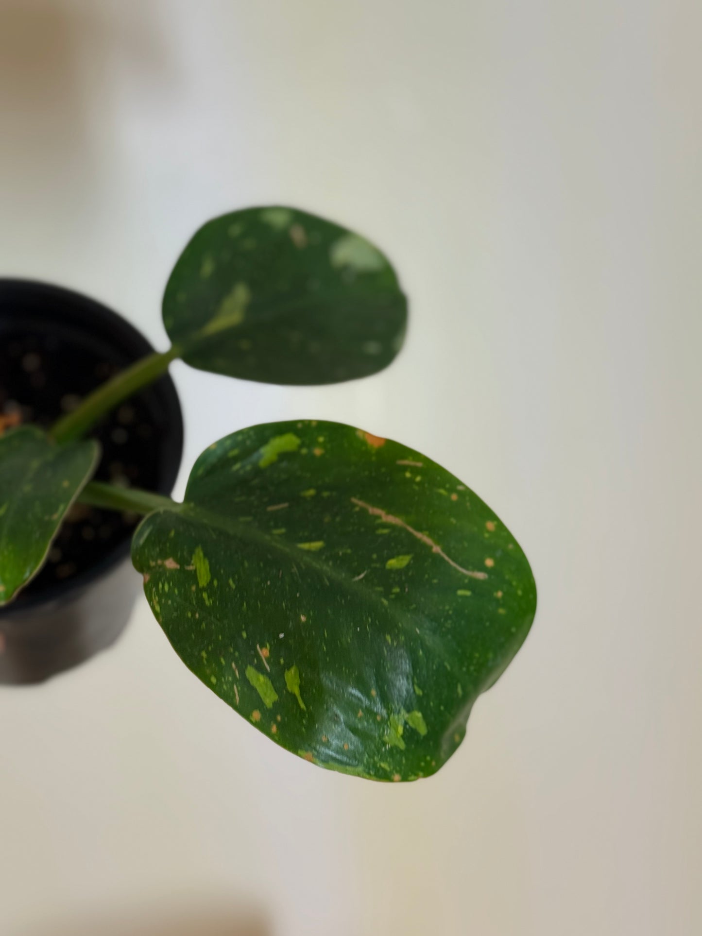 Variegated philodendron green congo marble galaxy