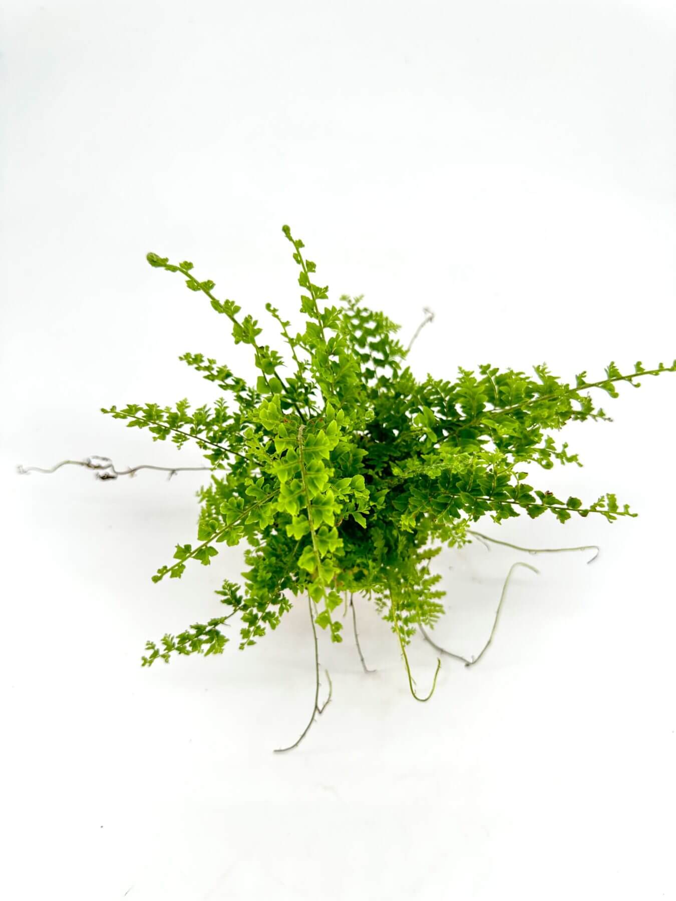 Nephrolepsis Green Fantasy (Dainty Buttons)