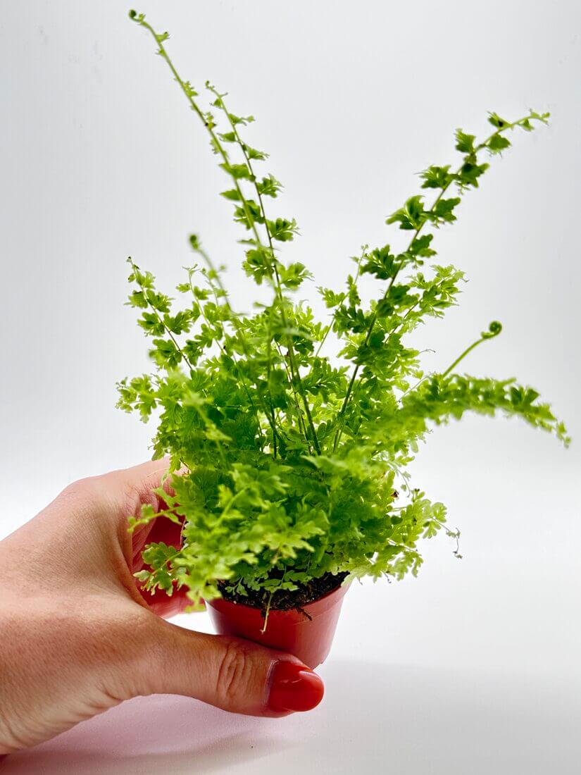 Nephrolepsis Green Fantasy (Dainty Buttons)