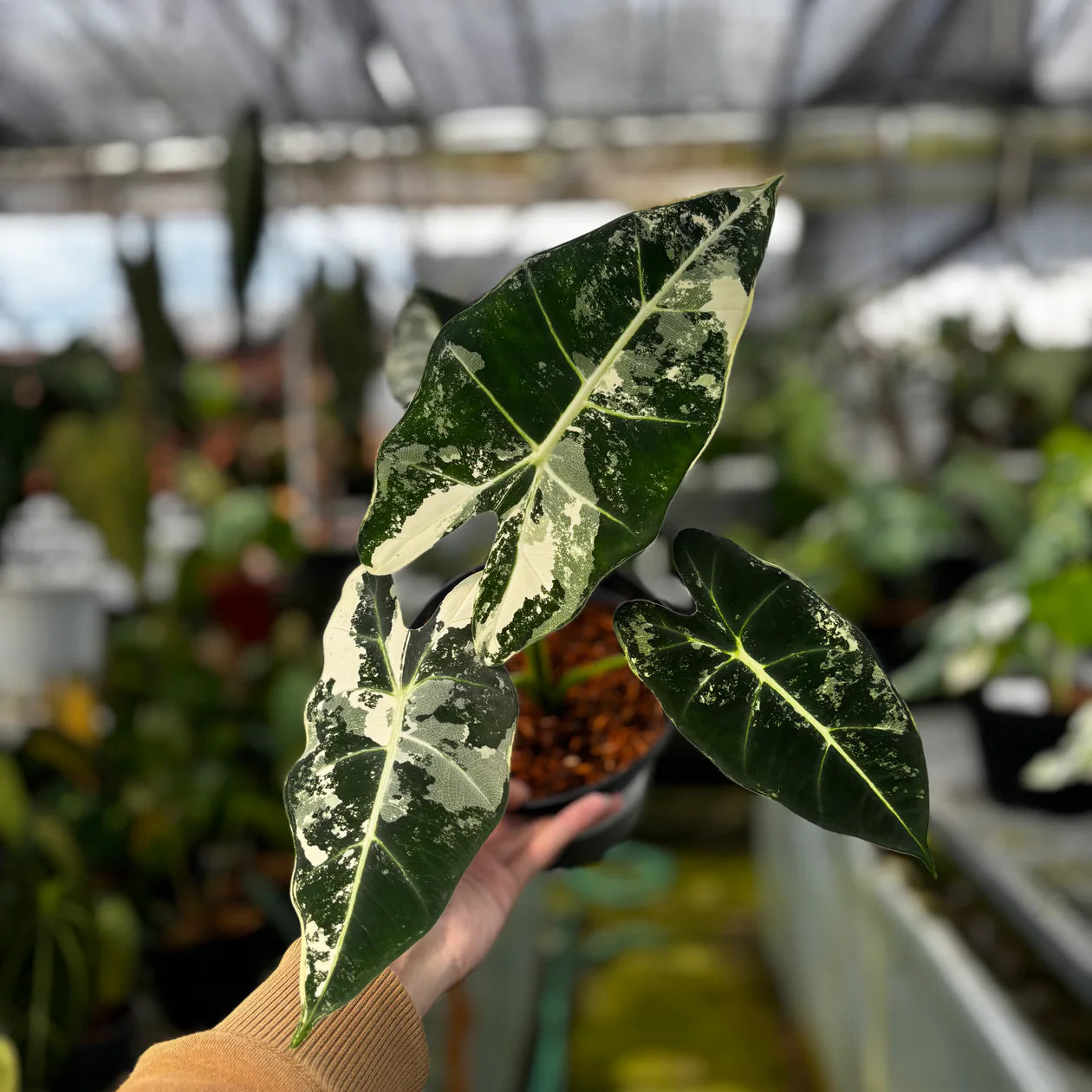 Variegated Alocasia Frydek