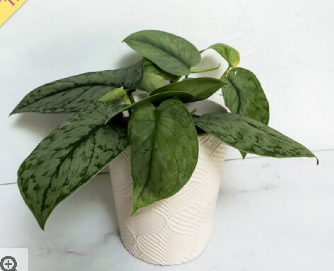 Scindapsus Silver Splash- Live houseplant