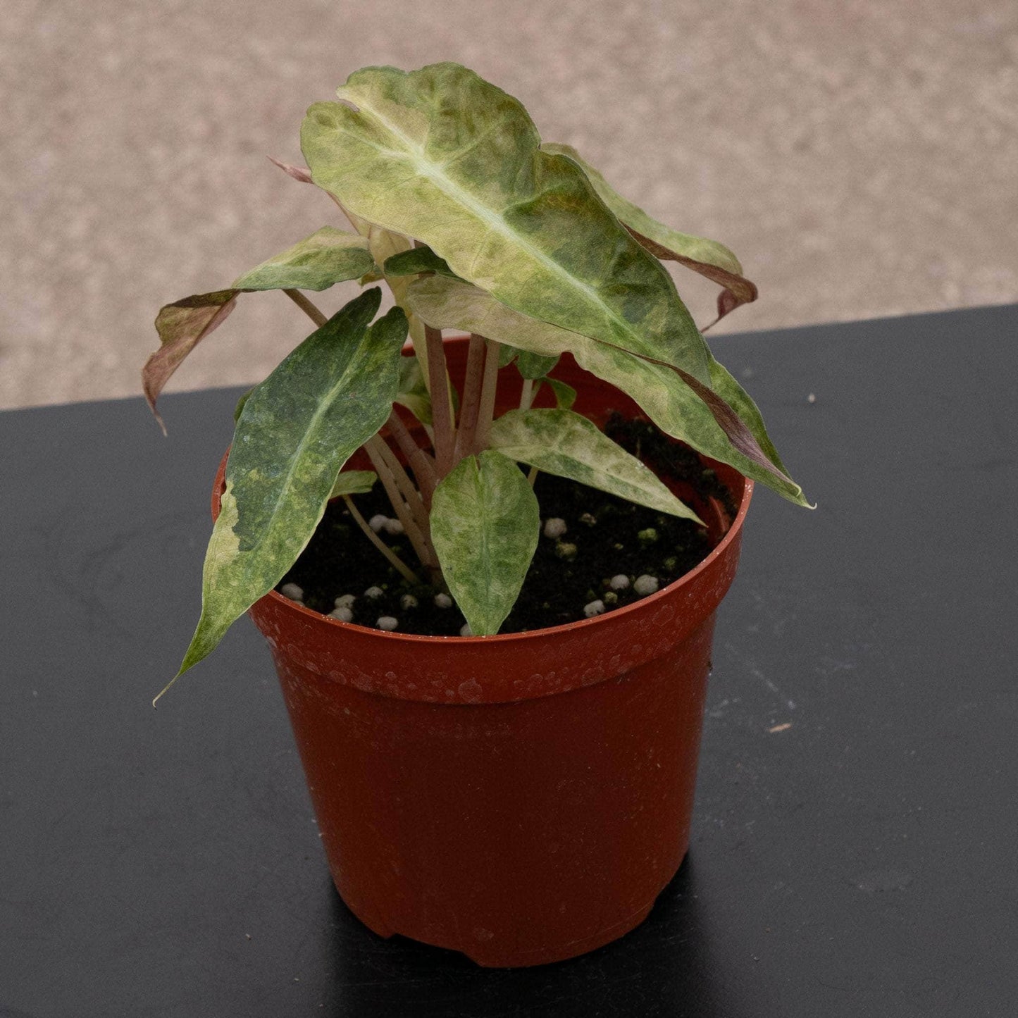 Variegated Thai Pink Amazonica 4"