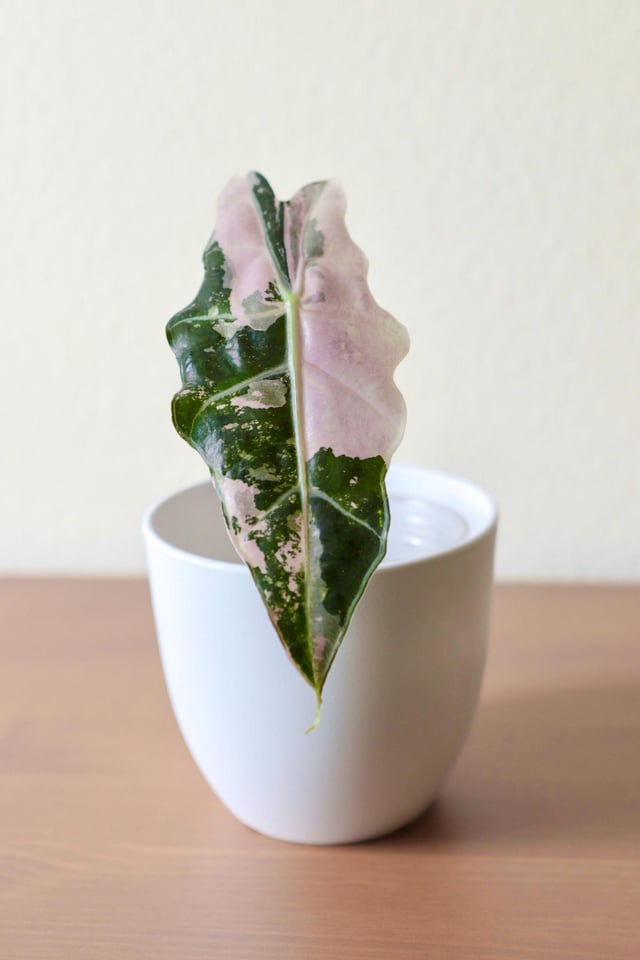 Variegated Thai Pink Amazonica 4"