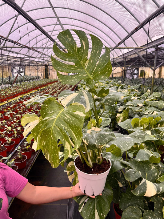 Monstera Thai Constellation
