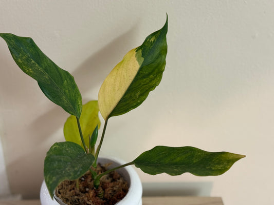 Variegated Peace Lily Aurea