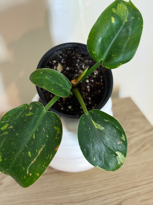 Variegated philodendron green congo marble galaxy