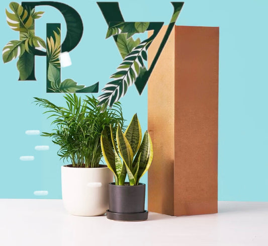 PLANT SUBSCRIPTION BOX-MONTHLY PLANT BOX, indoor houseplant gift