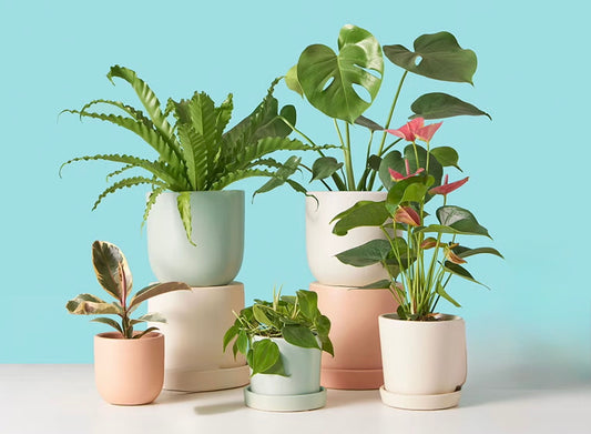 Houseplant Bundle 6pack variety foliage