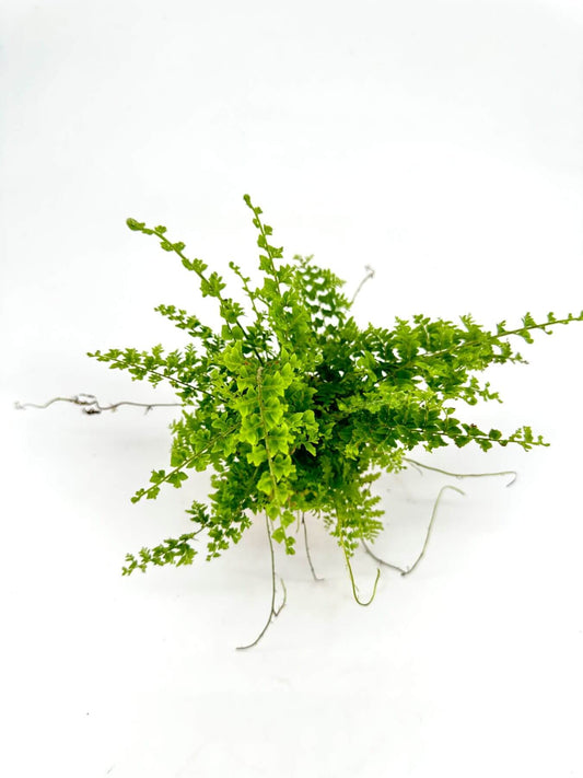 Nephrolepsis Green Fantasy (Dainty Buttons)