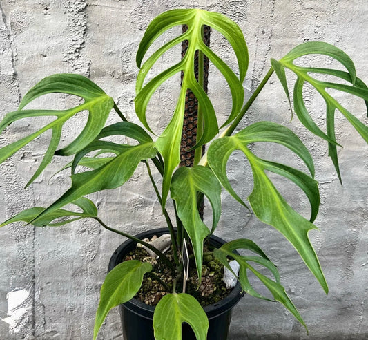 Monstera Burle Marx Flame 6"