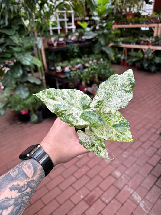 Alocasia Macrorrhizos Camouflage Variegata