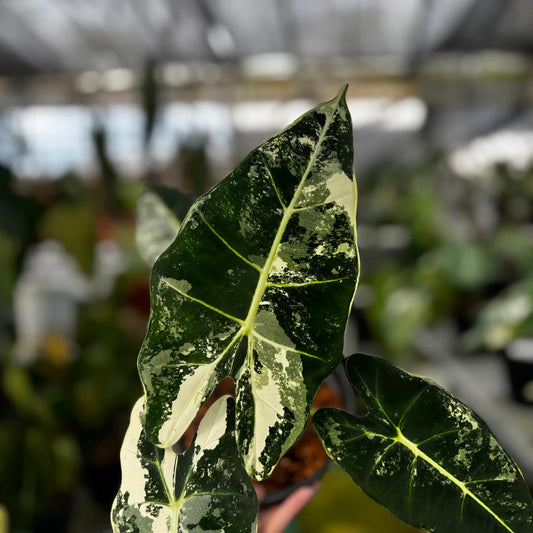 Variegated Alocasia Frydek