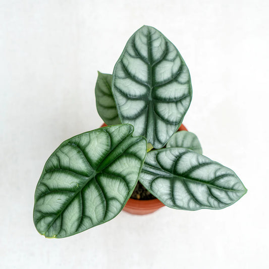 Alocasia Silver Dragon-12cm Grower Pot