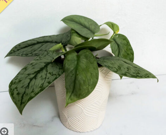 Scindapsus Silver Splash- Live houseplant