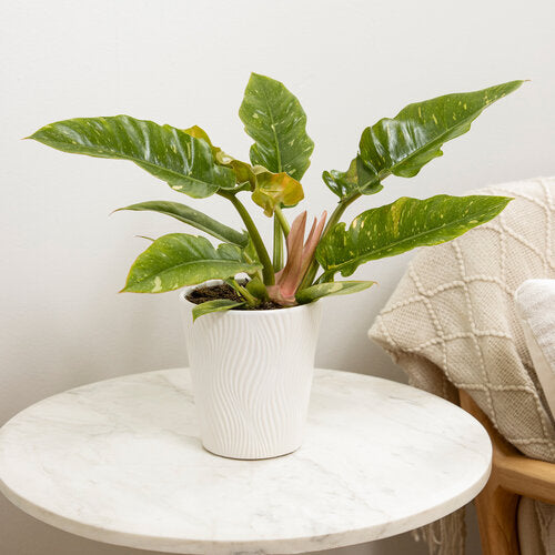 Philodendron Golden Ring of Fire