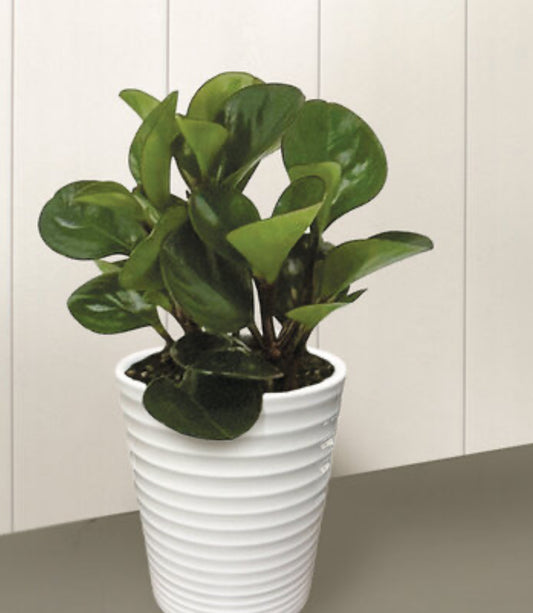 Peperomia Obtusifolia Spice is Nice