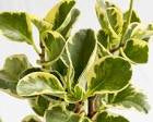 Peperomia Salt and Pepper™ (Marble/Gold