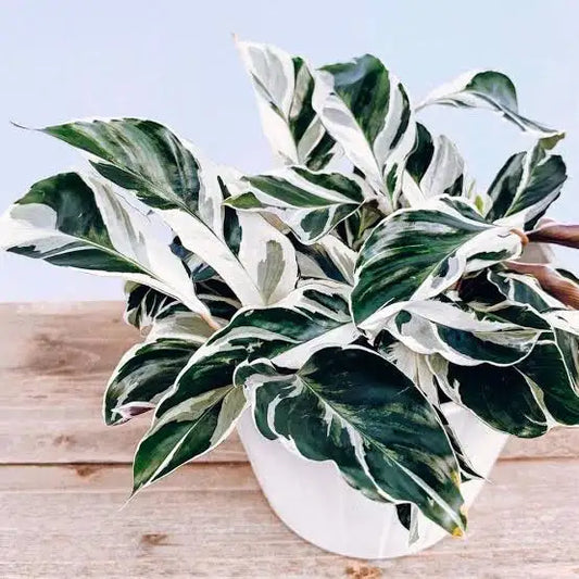 Calathea Fusion White
