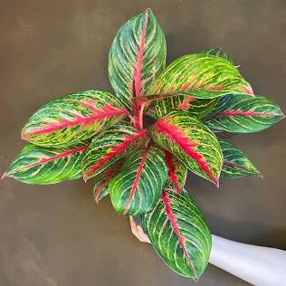 Aglaonema Pincut