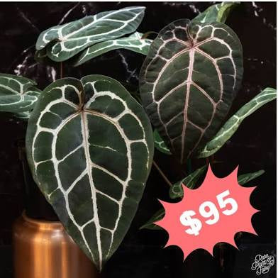 Anthurium Doc Block Michele hybrid-Rare Collector