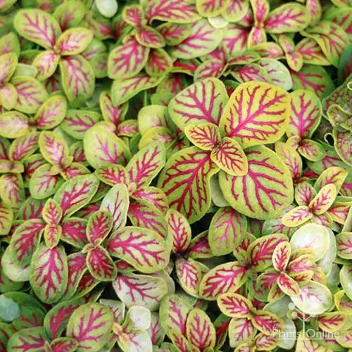 Fittonia Jade-9cm Grower Pot LITTLES