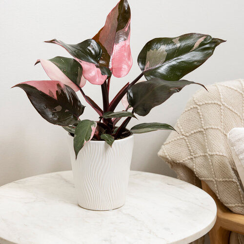 Philodendron Pink Princess