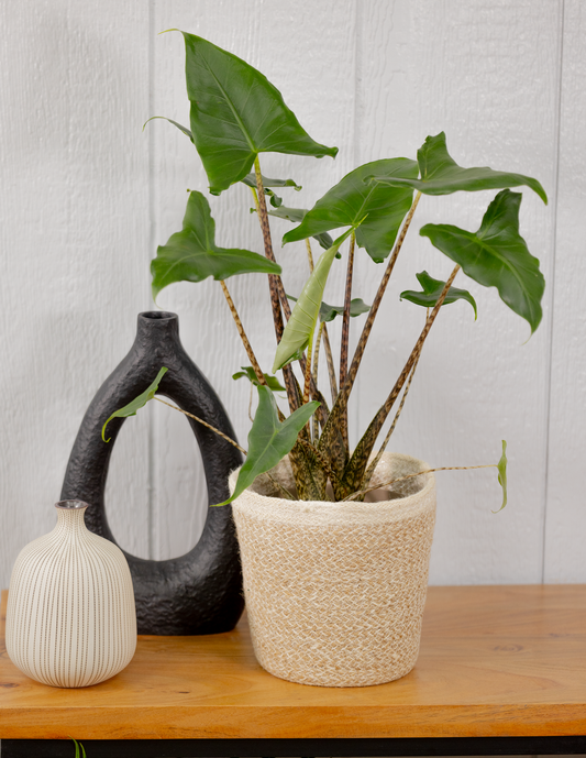 Alocasia Mythical music aka Little Zebrina