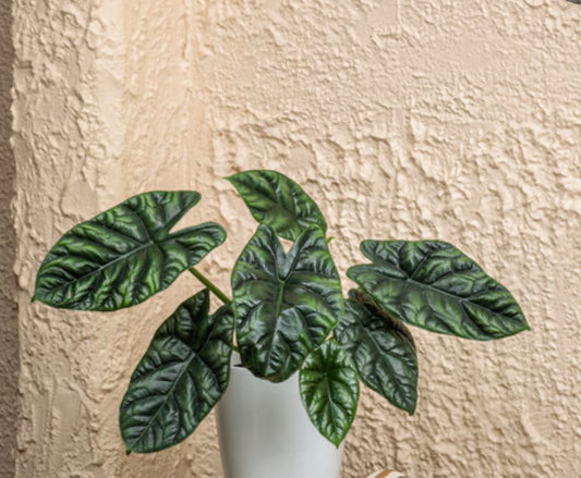 Alocasia Sinuata