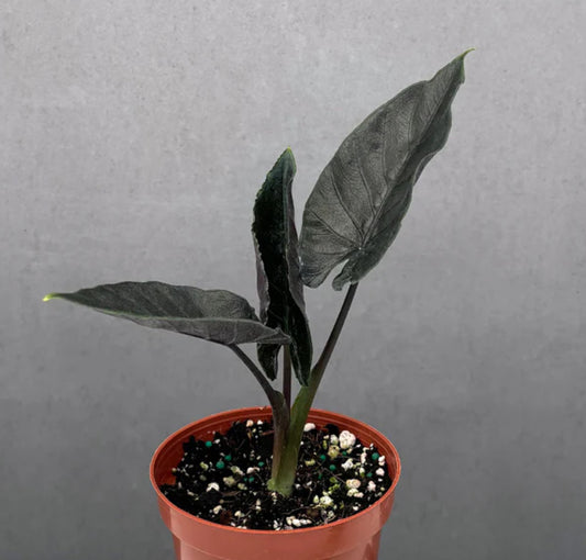 Alocasia Antoro velvet
